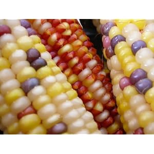 Corn