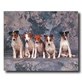 Jack Russell Terrier Puppy Dog Animal Home Decor Wall Picture 16x20 Art Print