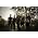 Miniaturansicht von As I Lay Dying