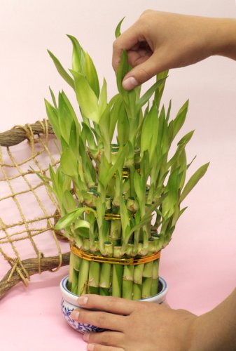 花工房花贈りエーデルワイス フラワーギフト 開運竹ミリオンバンブー