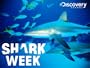 Sharkbite Summer HD