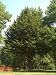 persian19 - BILTMORE PERSIAN IRONWOOD 7 gallon Potted
