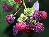 Brandywine Everbearing Purple Raspberry Plant - Potted