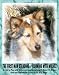 The First Man Standing: Running With Wolves