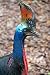 A Cassowary Flightless Bird - 18"H x 12"W - Peel and Stick Wall Decal by Wallmonkeys