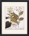 Framed Prints of TOBACCO RUSTICA, 1613. Yellow-flowered wild tobacco (Nicotiana rustica), left, from Granger Art on Demand