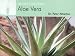 Understanding Aloe Vera