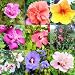 50 MIXED COLORS ROSE OF SHARON Hibiscus Syriacus / Althea / Aaron's Beard Tree Shrub Flower Seeds