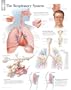 Respiratory System chart: Laminated Wall Chart