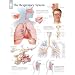 Respiratory System chart: Laminated Wall Chart