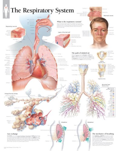 Respiratory System chart: Wall Chart [Wall Chart]