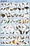 Bird Species Poster
