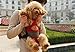 Pettom Dog Front Backpack Carrier for Small Pet Outdoor Walking Hiking Travel (S, Pink)