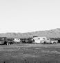 Dogs Chasing My Car in the Desert