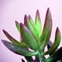 Burgundy-Tipped Jade Plant - Crassula - Easy to Grow