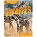 Animal Lives: Giraffes (Animal Lives (Teacher Created Resources))