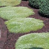Where to Buy Moss?