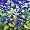 Sunshine Bleu Bluebeard Caryopteris