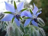 Wallmonkeys Peel and Stick Wall Decals - Borage 2 - 24"W x 18"H Removable Graphic