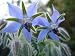 Borage 2 - 24