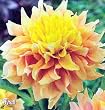 Tyrell Decorative Dahlia -1 Tuber-Peachy-Orange!