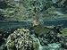 Hawaiian Monk Seal in a Coral Sea Reef, French Frigate Shoals, Hawaiian Islands Photographic Poster Print, 16x12