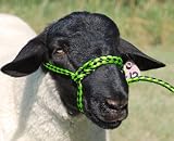 Weaver Leather POLY ROPE SHEEP HALTER,LIME/BK