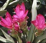 Thai Supreme Curcuma alismatifolia Bulb -Summer Blooms