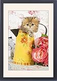 Framed Prints of Cat - Golden shaded Persian kitten in water jug from Ardea Wildlife Pets