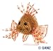 Webkinz Plush Stuffed Animal Lion Fish