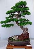 Bonsai Tree - 36