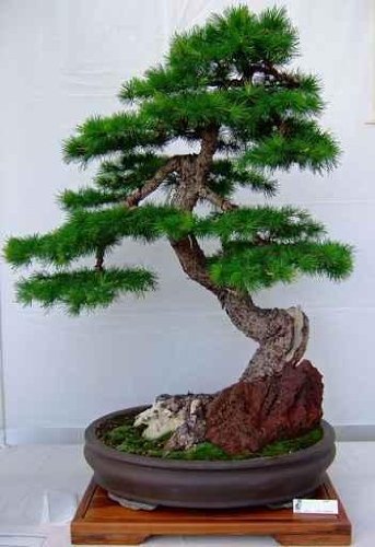 Bonsai Tree - 36