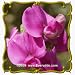 Sweet Pea (Lathyrus odoratus) Jumbo Wildflower Seed Packet - 60 Seeds