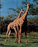 Animals Two Giraffes kissing Safari Art Print POSTER - 13x19