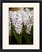 Framed Prints of Chelsea Flower Show from Prints Prints Prints