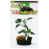 緑のお皿