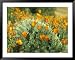 California Poppies Surround a Prickly Pear Cactus National Geographic Collection Framed Art Poster Print by Rich Reid, 49x39