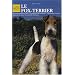 Le Fox-Terrier