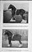 1919 Shire Stallion Generosity Forshaw Draughtsman