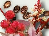 Rizinus Wunderbaum Ricinus communis Samen