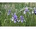 Photographic Prints of Siberian Iris - found in the black peaty soil from Ardea Wildlife Pets