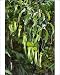 Photographic Prints of JPF-13337 Reinwardt s Pitcher Plant - aerial pitchers from Ardea Wildlife Pets