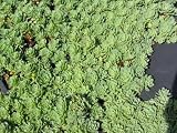 Eigenschaften Dachstauden  / Sedum pachyclados, 6 Pflanzen