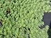 Sedum pachyclados, 6 Pflanzen
