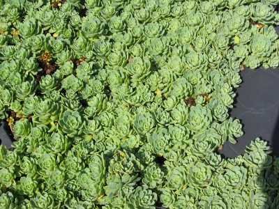 Sedum pachyclados, 6 Pflanzen