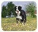 Border Collie Mouse Pad