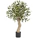 2.5' Olive Silk Tree