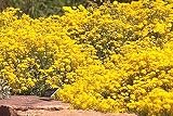 Amazon / Hirts: Perennials; Sun: Basket of Gold Perennial Alyssum - 4 Plants - Aurinia