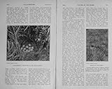 old-print