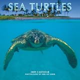 Sea Turtles 2009 Square Wall Calendar
